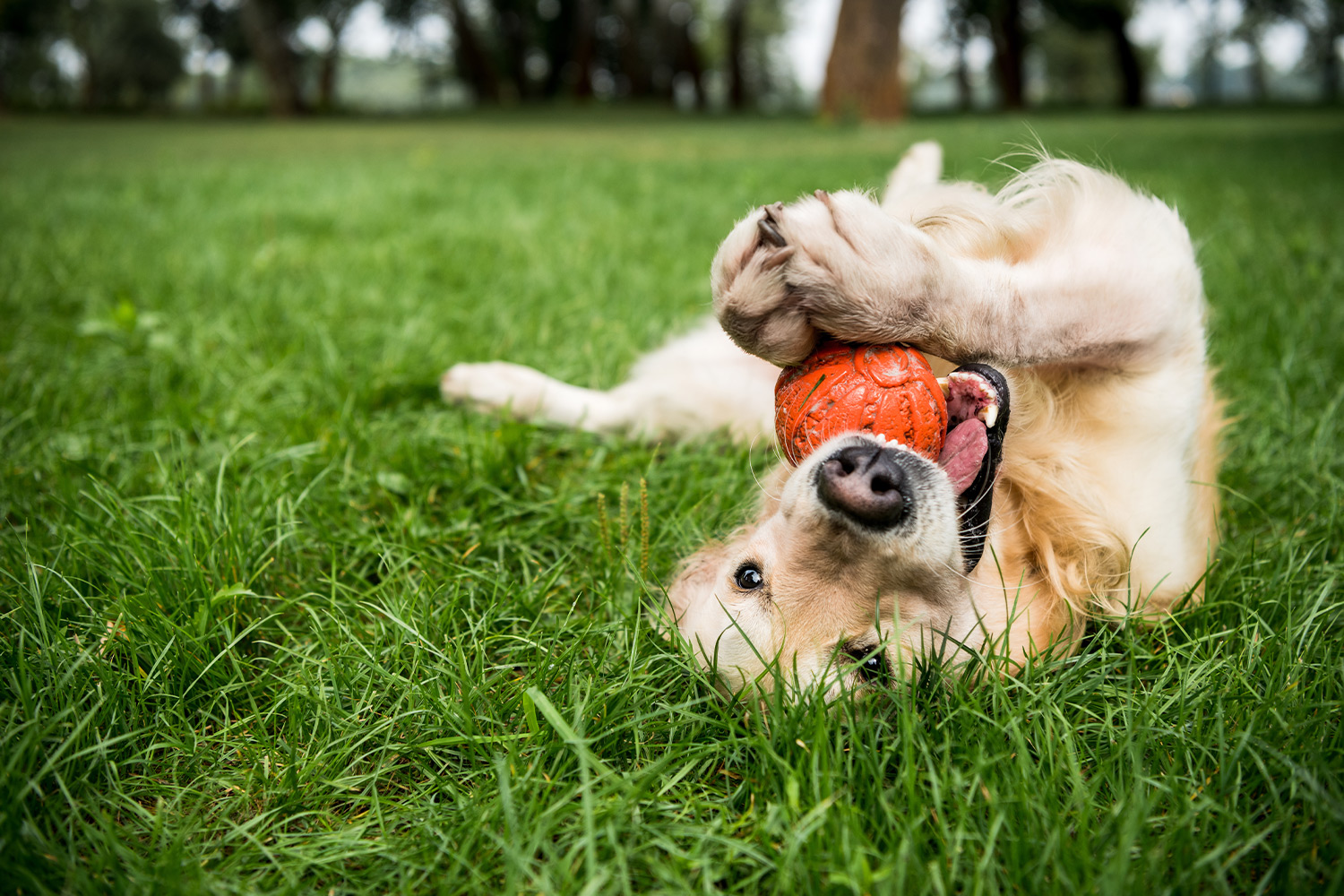 do neutered dogs live longer